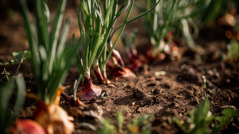 row of onions in field