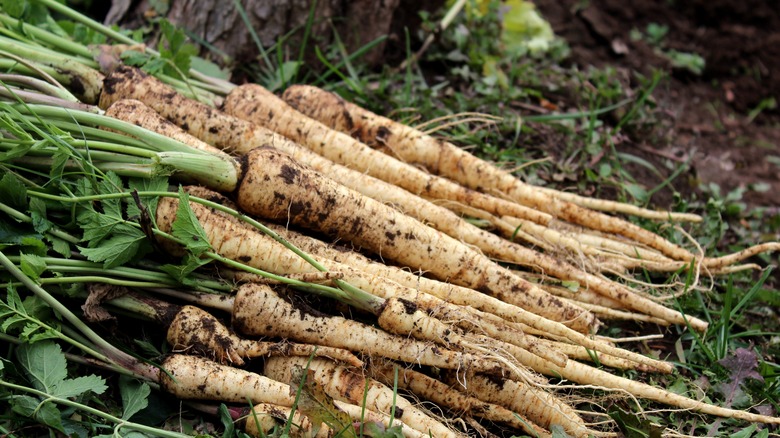 bunch of parsnips in field