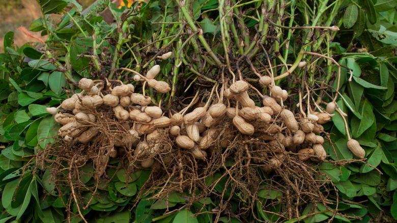 fresh peanuts pulled from ground