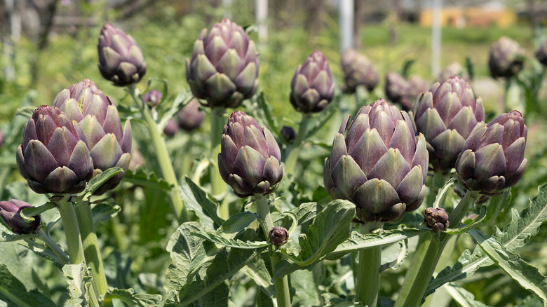 artichokes growing in field 