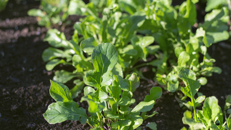 arugula growing in garden 