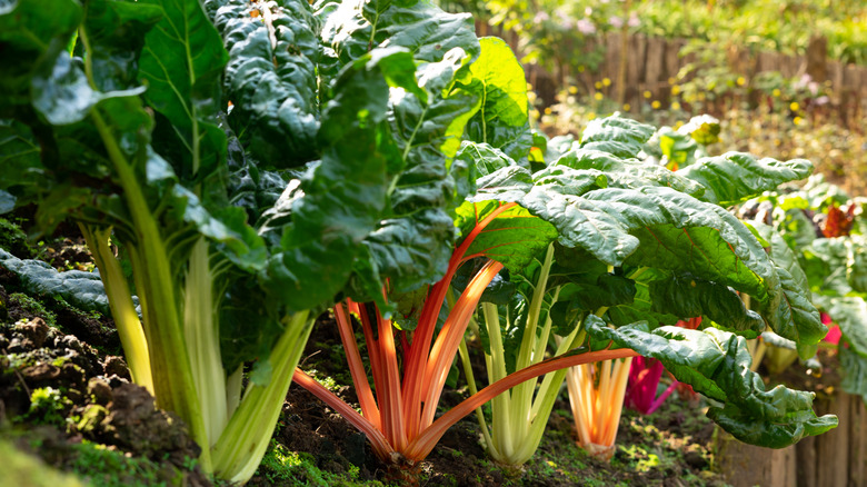 rainbow chard growing 