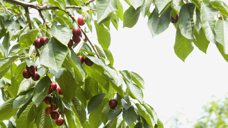 cherries growing on tree 