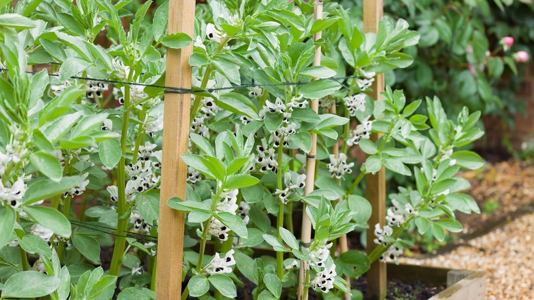 Fava plants growing in garden