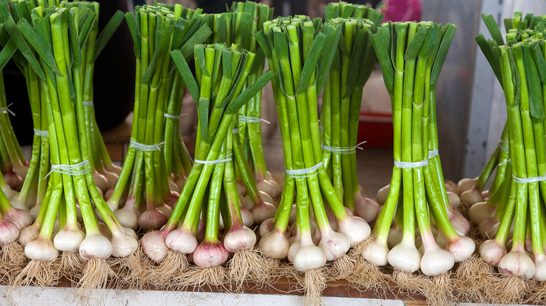 bundles of green garlic 