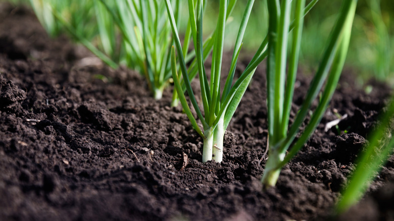 green onions growing in soil 