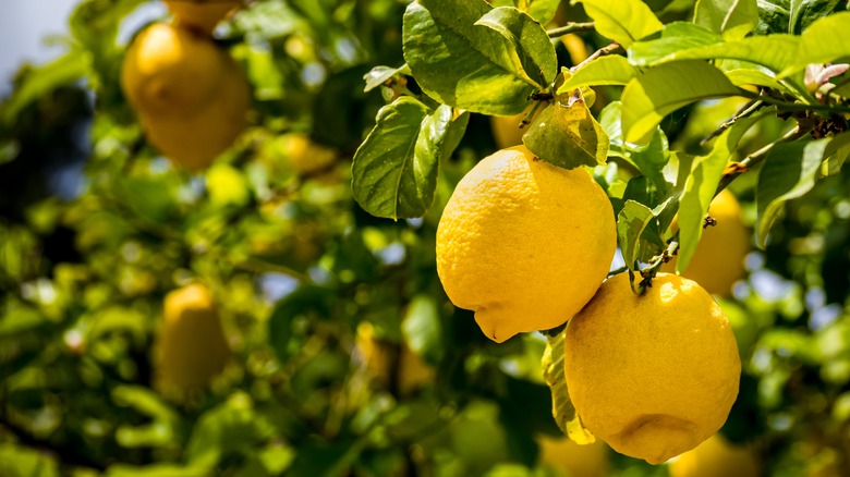 Lemons growing on tree