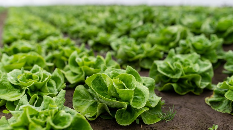 lettuce growing in rows 