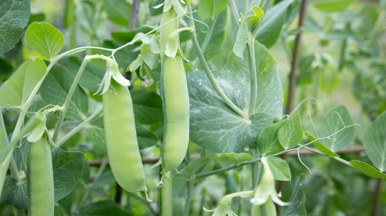 snap peas growing on plant 