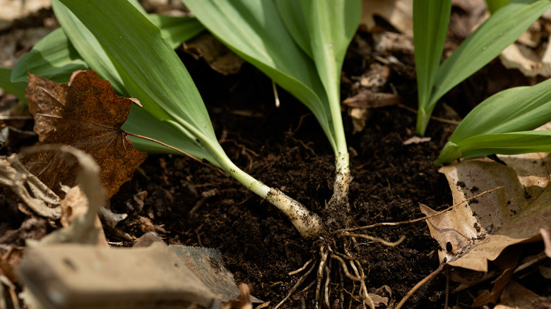 ramps with leaves being harvested 