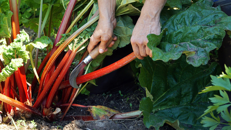 Person harvesting rhubarb 