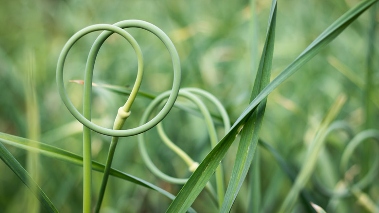 a garlic scape curling 