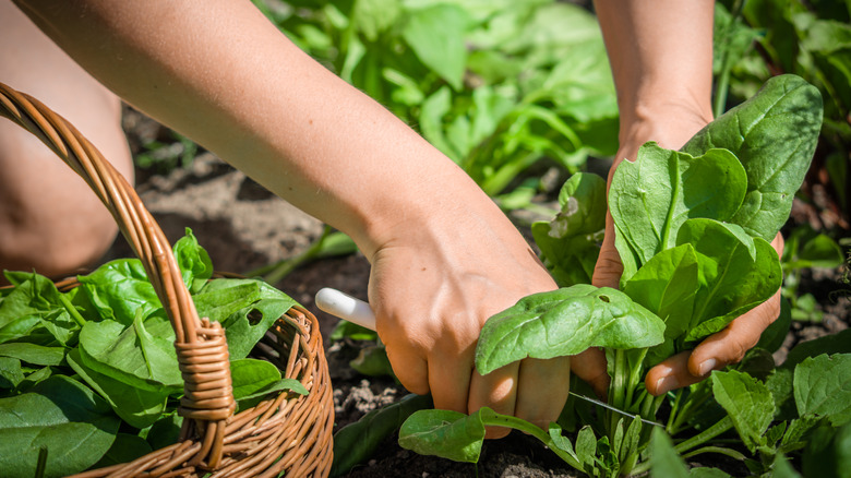 spinach being harvested 