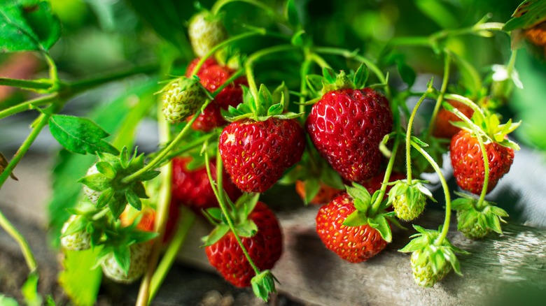 strawberries handing from plant 