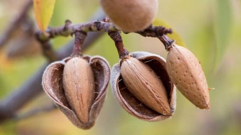 All-In-One almonds on tree