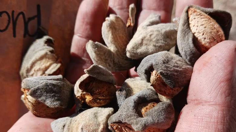 Butte almonds