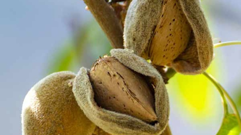 Texas Mission nuts on tree