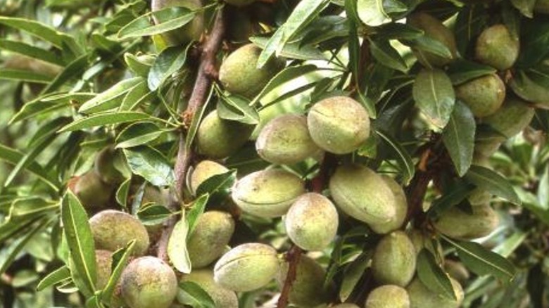 Wood Colony almonds on tree