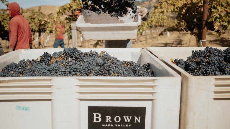 Brown Estate napa valley grape harvesting