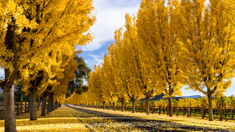 Trees lining driveway to Far Niente Vineyard