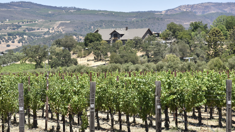 Trees, a building and vineyard