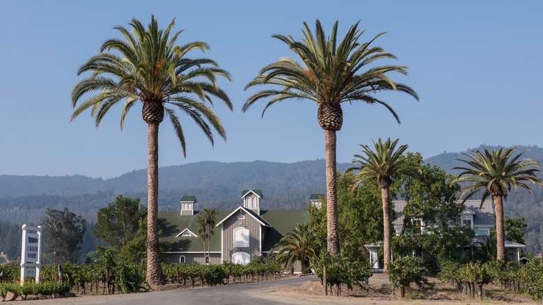 Palm trees and mountains