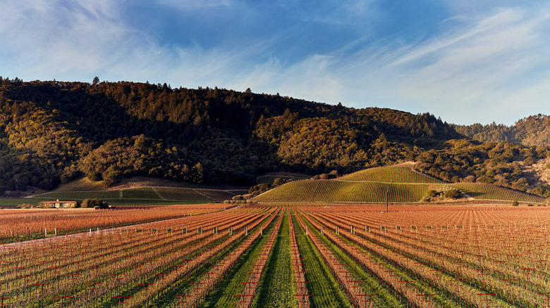 Rows of grapes at vineyard