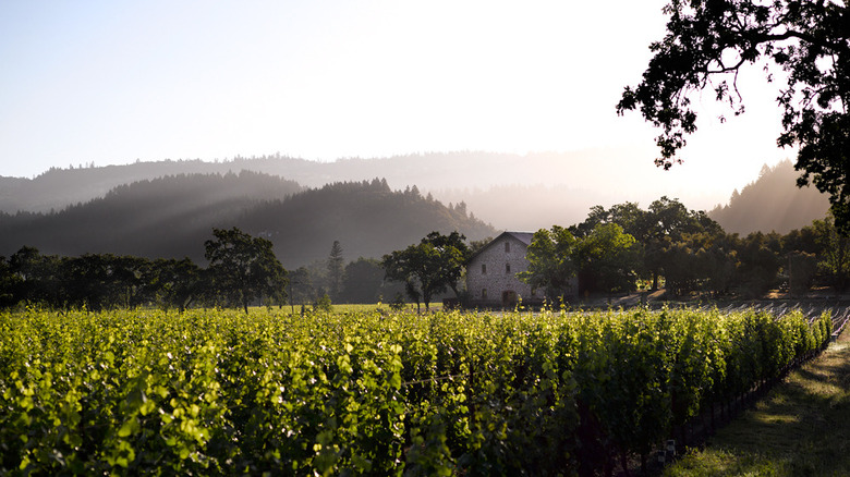 Vineyard with mountains in distance