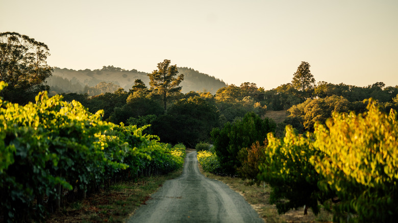 Road between vineyard rows