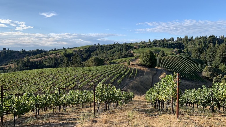 Rows of vineyard grapes