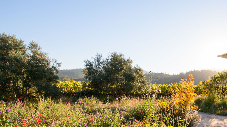 Wild flowers and greenery