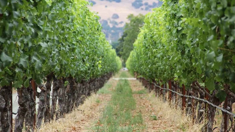 Close-up of vineyard