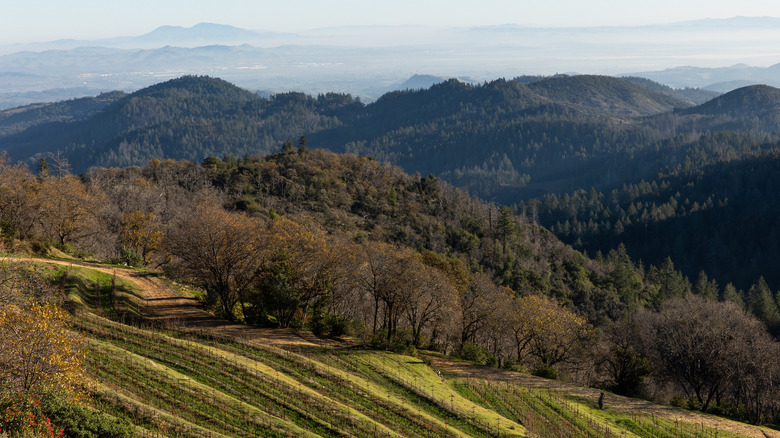 Rolling hills and trees