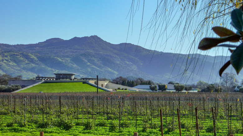 Mountains behind vineyard