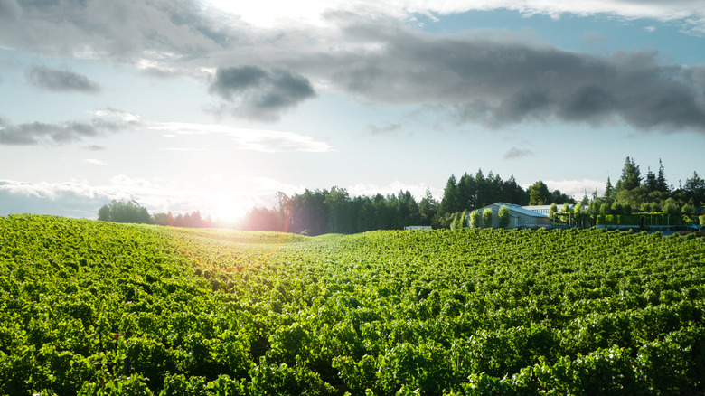 Sun glare and vineyard