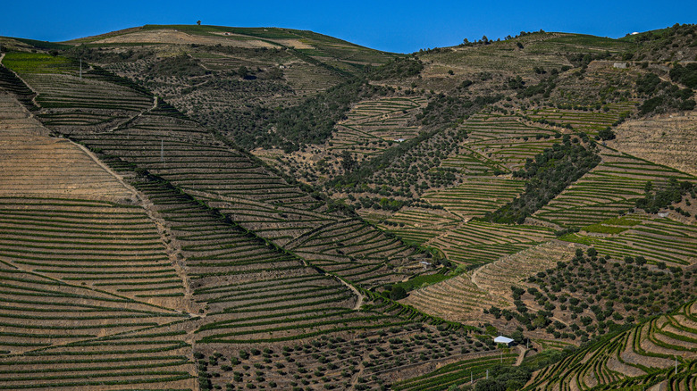 terraced vineyards in Portugal