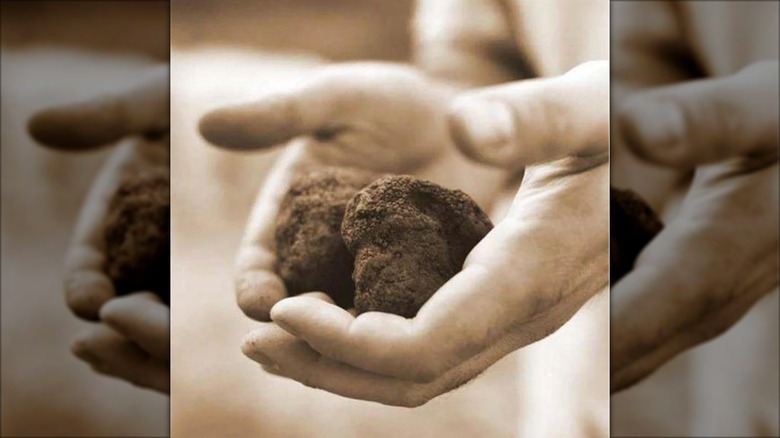 Two hands holding Urbani Black Winter Truffles