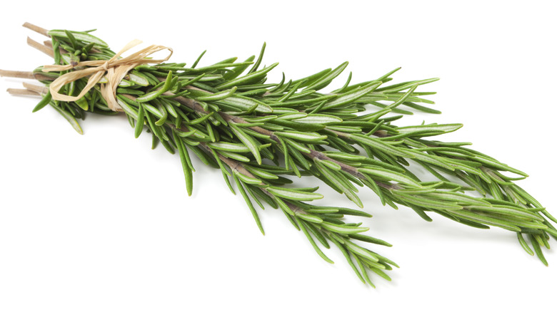 Sprig of rosemary on white background