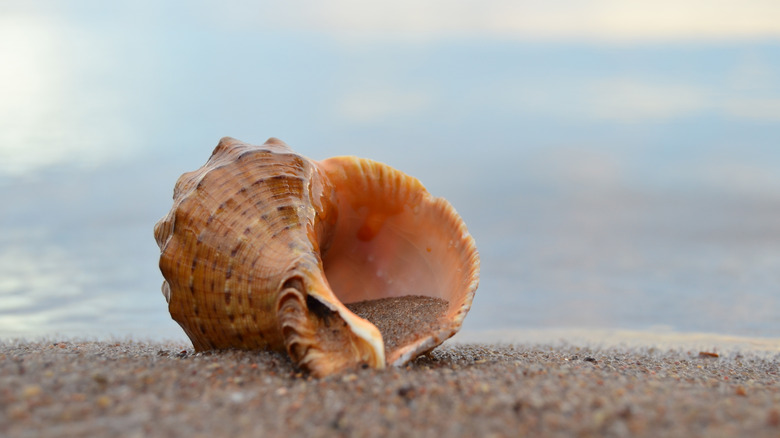 Conch shell on the beach