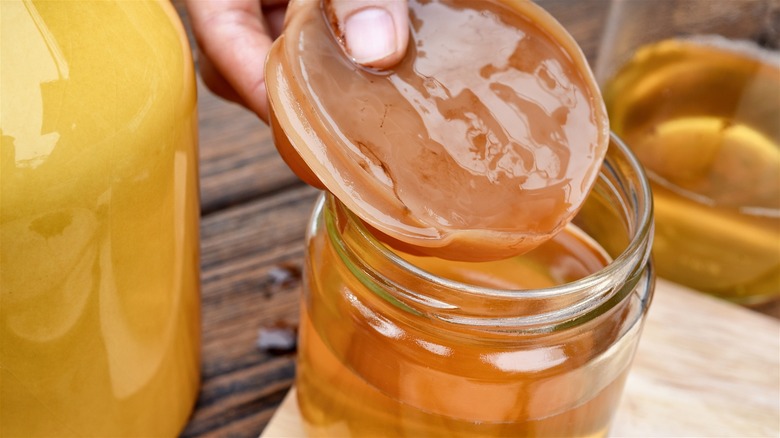 Hand holding SCOBY over kombucha