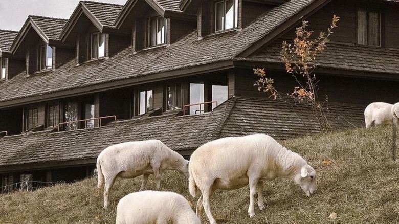 Sheep at Trapp Family Lodge