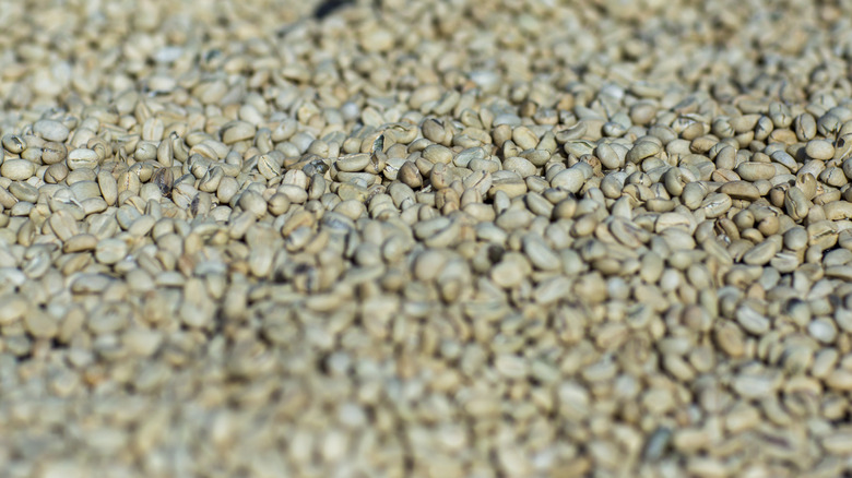 white coffee beans closeup