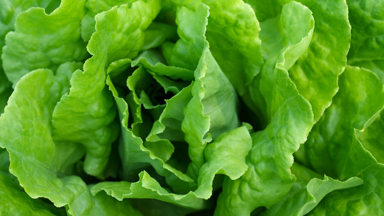 Head of lettuce