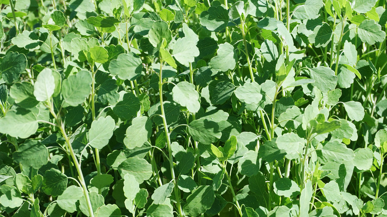 Papalo herb growing