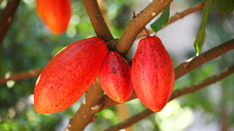 Cacao tree with pods