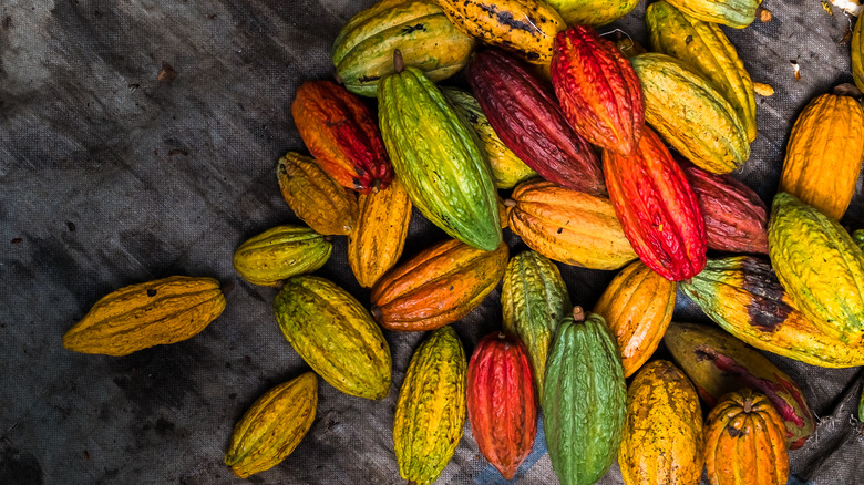 Colorful cacao pods 