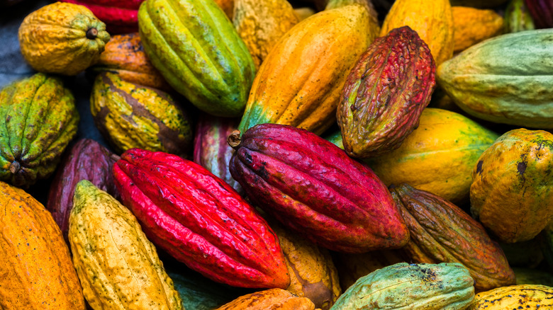 Colorful cacao pods