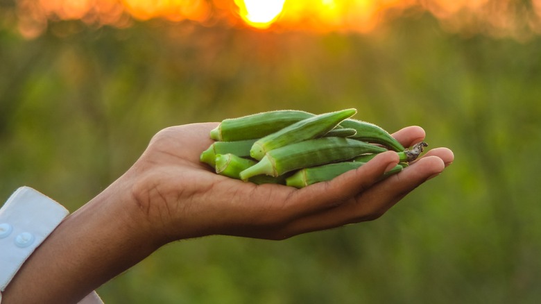 Hand holding okra