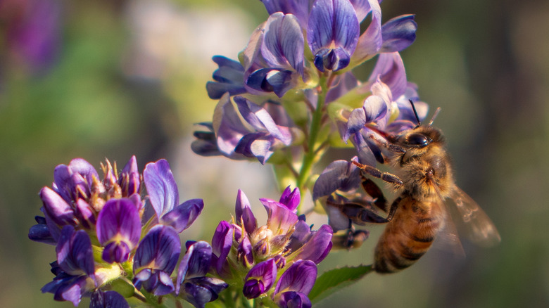 Bee on alfalfa flower