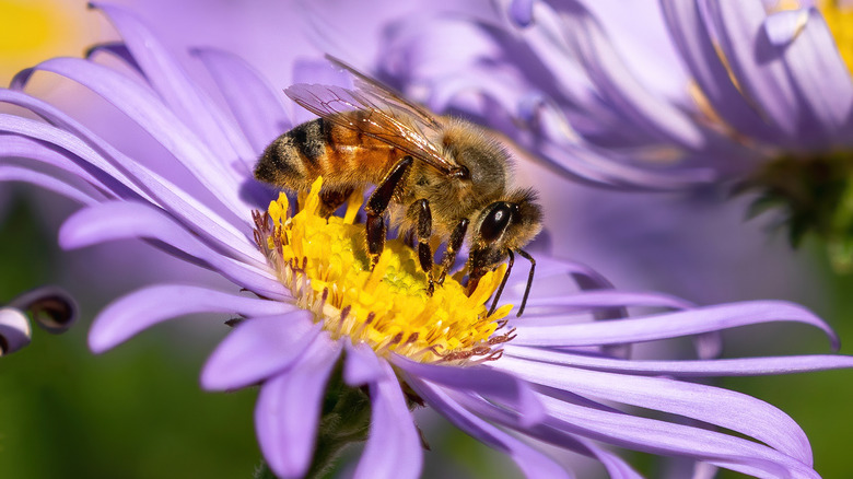 Bee attached to purple aster